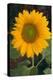 Sunflower-DLILLC-Premier Image Canvas