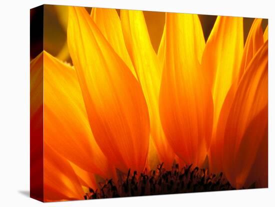 Sunflower-Nadia Isakova-Premier Image Canvas