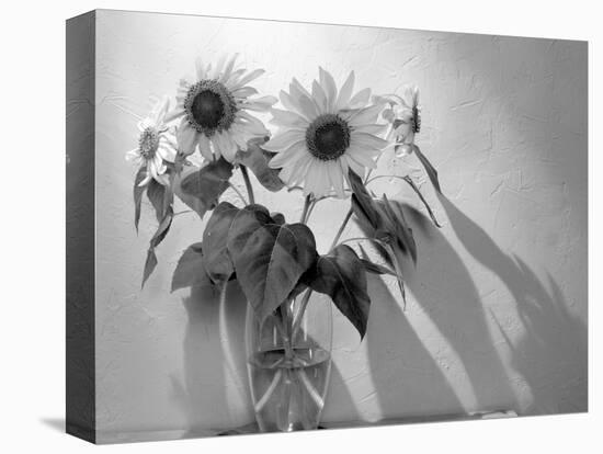 Sunflower-Anna Miller-Premier Image Canvas