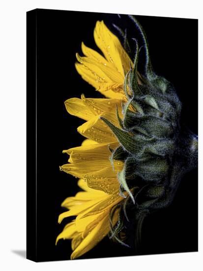 Sunflower-Lori Hutchison-Premier Image Canvas