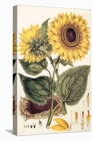 Sunflower-John Miller-Premier Image Canvas