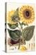 Sunflower-John Miller-Premier Image Canvas