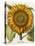 Sunflower-Besler Basilius-Premier Image Canvas