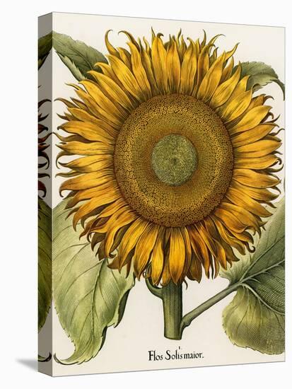 Sunflower-Besler Basilius-Premier Image Canvas