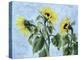 Sunflowers, 1996-Cristiana Angelini-Premier Image Canvas