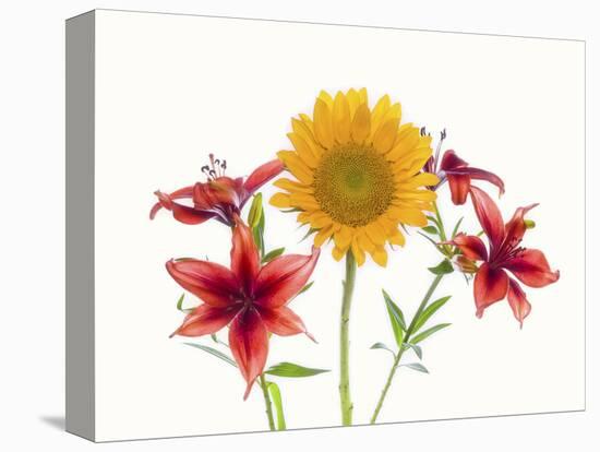 Sunflowers and lilies against white background-Panoramic Images-Premier Image Canvas