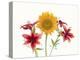 Sunflowers and lilies against white background-Panoramic Images-Premier Image Canvas