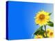 Sunflowers, Artwork-Victor Habbick-Premier Image Canvas