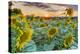 Sunflowers at sunset, Austria-John Guidi-Premier Image Canvas