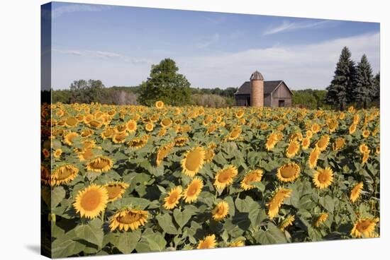 Sunflowers & Barn, Owosso, MI ‘10-Monte Nagler-Premier Image Canvas