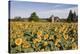 Sunflowers & Barn, Owosso, MI ‘10-Monte Nagler-Premier Image Canvas