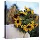 Sunflowers Being Carried by Grower, Washington State, USA-Aaron McCoy-Premier Image Canvas