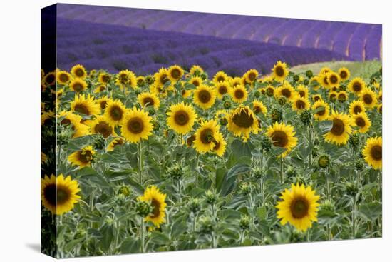 Sunflowers blooming near lavender fields during summer in Valensole, Provence, France.-Michele Niles-Premier Image Canvas