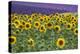 Sunflowers blooming near lavender fields during summer in Valensole, Provence, France.-Michele Niles-Premier Image Canvas