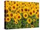 Sunflowers, Colorado, USA-Terry Eggers-Premier Image Canvas