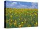 Sunflowers, Colorado, USA-Terry Eggers-Premier Image Canvas