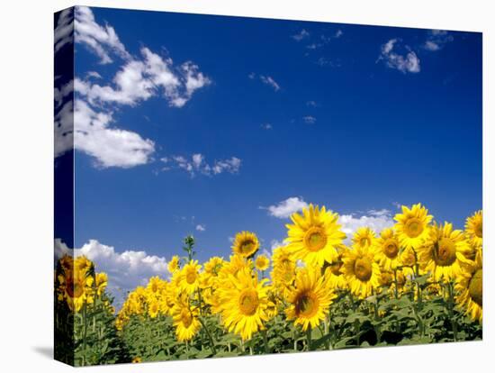 Sunflowers, Colorado, USA-Terry Eggers-Premier Image Canvas