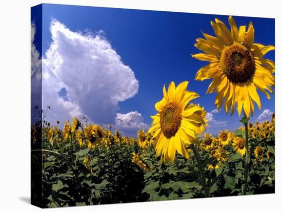 Sunflowers, Colorado, USA-Terry Eggers-Premier Image Canvas