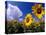 Sunflowers, Colorado, USA-Terry Eggers-Premier Image Canvas