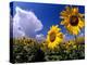 Sunflowers, Colorado, USA-Terry Eggers-Premier Image Canvas