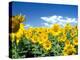 Sunflowers, Colorado, USA-Terry Eggers-Premier Image Canvas