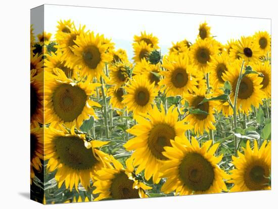 Sunflowers, Colorado, USA-Terry Eggers-Premier Image Canvas