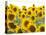 Sunflowers, Colorado, USA-Terry Eggers-Premier Image Canvas