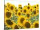 Sunflowers, Colorado, USA-Terry Eggers-Premier Image Canvas