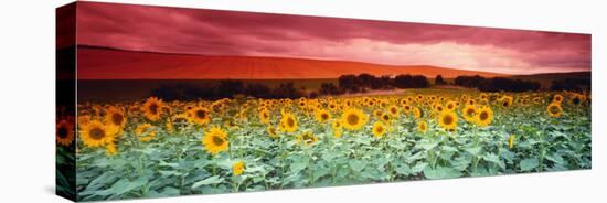 Sunflowers, Corbada, Spain-null-Premier Image Canvas