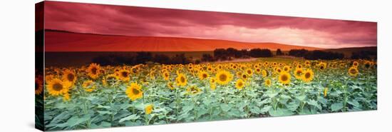 Sunflowers, Corbada, Spain-null-Premier Image Canvas