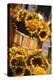 Sunflowers for Sale in Copley Square in Boston Massachusetts-pdb1-Premier Image Canvas