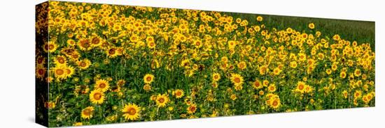 Sunflowers (Helianthus annuus) growing in a field, Cowansville, Quebec, Canada-null-Premier Image Canvas