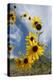 Sunflowers Holladay, Utah-Howie Garber-Premier Image Canvas