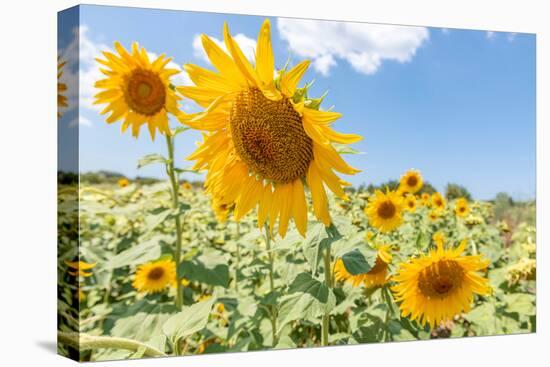 Sunflowers I-Richard Silver-Premier Image Canvas