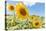 Sunflowers I-Richard Silver-Premier Image Canvas