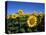 Sunflowers, Illinois, USA-Lynn M^ Stone-Premier Image Canvas