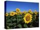 Sunflowers, Illinois, USA-Lynn M^ Stone-Premier Image Canvas