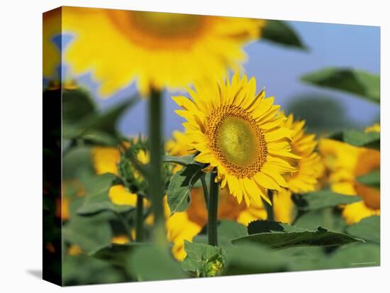 Sunflowers, Illinois, USA-Lynn M. Stone-Premier Image Canvas