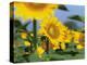 Sunflowers, Illinois, USA-Lynn M. Stone-Premier Image Canvas