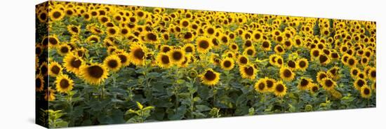 Sunflowers in a Field, Bouches-Du-Rhone, Provence, France-null-Premier Image Canvas