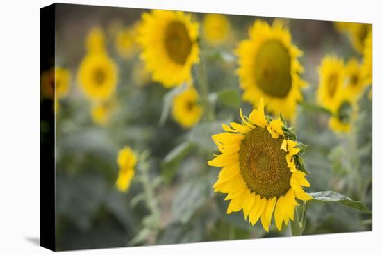 Sunflowers in Field, Tuscany, Italy-Martin Child-Premier Image Canvas