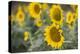 Sunflowers in Field, Tuscany, Italy-Martin Child-Premier Image Canvas