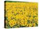 Sunflowers in Field-null-Premier Image Canvas