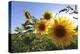 Sunflowers in Full Bloom During August in a Field Near Perugia, Umbria, Italy-William Gray-Premier Image Canvas