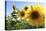 Sunflowers in Full Bloom During August in a Field Near Perugia, Umbria, Italy-William Gray-Premier Image Canvas