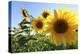 Sunflowers in Full Bloom During August in a Field Near Perugia, Umbria, Italy-William Gray-Premier Image Canvas