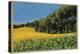 Sunflowers in Perugia-Helen J. Vaughn-Premier Image Canvas