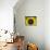 Sunflowers in the Morning Light, Provence, France-Nadia Isakova-Premier Image Canvas displayed on a wall