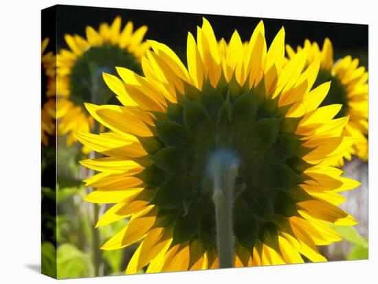 Sunflowers in the Morning Light, Provence, France-Nadia Isakova-Premier Image Canvas