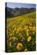 Sunflowers Meadow, Little Cottonwood Canyon, Albion Basin, Utah, USA-Charles Gurche-Premier Image Canvas